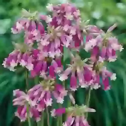Pink Diamond